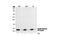 Histone Cluster 4 H4 antibody, 2594S, Cell Signaling Technology, Western Blot image 