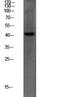 Peroxisomal Biogenesis Factor 14 antibody, STJ99650, St John