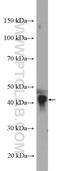 Apolipoprotein A4 antibody, 17996-1-AP, Proteintech Group, Western Blot image 