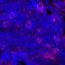 CD27 Molecule antibody, MAB5741, R&D Systems, Immunofluorescence image 