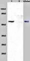 C-C Motif Chemokine Ligand 18 antibody, orb13576, Biorbyt, Western Blot image 