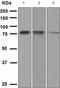 Proto-oncogene c-Rel antibody, TA307406, Origene, Western Blot image 
