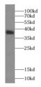 MAP3K12 Binding Inhibitory Protein 1 antibody, FNab05039, FineTest, Western Blot image 