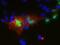 D(3) dopamine receptor antibody, 73-301, Antibodies Incorporated, Immunofluorescence image 