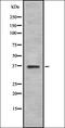 GOS-28 antibody, orb378299, Biorbyt, Western Blot image 