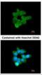 Chloride Channel Accessory 1 antibody, NBP1-31129, Novus Biologicals, Immunofluorescence image 