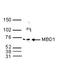 mBD-1 antibody, TA347239, Origene, Western Blot image 