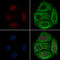 RUNX Family Transcription Factor 2 antibody, GTX00812, GeneTex, Immunocytochemistry image 
