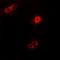 SgII antibody, orb341076, Biorbyt, Immunofluorescence image 
