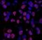 DNA repair protein XRCC1 antibody, IHC-00115, Bethyl Labs, Immunofluorescence image 