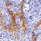 BCL2 Associated Athanogene 4 antibody, NBP2-27329, Novus Biologicals, Immunohistochemistry frozen image 