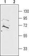 Prokineticin receptor 2 antibody, TA329008, Origene, Western Blot image 