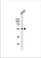 Pyruvate Dehydrogenase Complex Component X antibody, TA302074, Origene, Western Blot image 