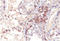 MAGE Family Member A1 antibody, AM32863PU-T, Origene, Immunohistochemistry frozen image 