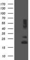 Receptor Accessory Protein 5 antibody, NBP2-45945, Novus Biologicals, Western Blot image 