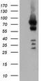 Von Willebrand Factor A Domain Containing 5A antibody, TA501596, Origene, Western Blot image 