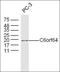 Bardet-Biedl syndrome 5 protein antibody, orb2799, Biorbyt, Western Blot image 
