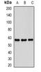 Phosphodiesterase 1B antibody, orb381944, Biorbyt, Western Blot image 