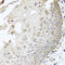 Insulin receptor substrate 2 antibody, 23-299, ProSci, Immunohistochemistry frozen image 