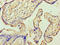 Annexin A9 antibody, CSB-PA001852LA01HU, Cusabio, Immunohistochemistry paraffin image 