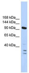Polybromo 1 antibody, TA345237, Origene, Western Blot image 