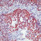 p21 antibody, LS-C88149, Lifespan Biosciences, Immunohistochemistry paraffin image 