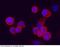 LYPD3 antibody, 11836-R213, Sino Biological, Immunohistochemistry frozen image 