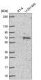 Ubiquilin 1 antibody, HPA054143, Atlas Antibodies, Western Blot image 