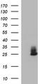 ChaC Glutathione Specific Gamma-Glutamylcyclotransferase 1 antibody, TA507009BM, Origene, Western Blot image 