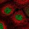 R3H Domain Containing 2 antibody, NBP2-38405, Novus Biologicals, Immunofluorescence image 