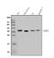 CCAAT Enhancer Binding Protein Delta antibody, A03499-4, Boster Biological Technology, Western Blot image 