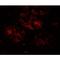 Class A basic helix-loop-helix protein 15 antibody, LS-B10140, Lifespan Biosciences, Immunofluorescence image 
