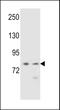Protocadherin Alpha 9 antibody, LS-C163424, Lifespan Biosciences, Western Blot image 
