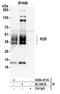 Myelin Protein Zero Like 1 antibody, A304-411A, Bethyl Labs, Immunoprecipitation image 