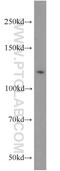 NCK Associated Protein 1 antibody, 12140-1-AP, Proteintech Group, Western Blot image 