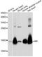 Myoglobin antibody, A5471, ABclonal Technology, Western Blot image 