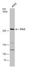 DNA Polymerase Epsilon, Catalytic Subunit antibody, PA5-78113, Invitrogen Antibodies, Western Blot image 