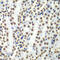 Histone H3 antibody, 18-617, ProSci, Immunohistochemistry frozen image 