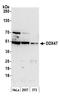 DEAD-Box Helicase 47 antibody, A302-977A, Bethyl Labs, Western Blot image 