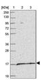 Coenzyme Q6, Monooxygenase antibody, PA5-62393, Invitrogen Antibodies, Western Blot image 