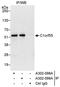 SDE2 Telomere Maintenance Homolog antibody, A302-098A, Bethyl Labs, Immunoprecipitation image 