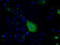 Protein Tyrosine Phosphatase Receptor Type E antibody, LS-C115072, Lifespan Biosciences, Immunofluorescence image 