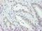 Replication Protein A2 antibody, A303-874A, Bethyl Labs, Immunohistochemistry frozen image 