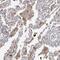 Protein eyes shut homolog antibody, NBP1-90038, Novus Biologicals, Immunohistochemistry paraffin image 