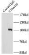 Kizuna Centrosomal Protein antibody, FNab01082, FineTest, Immunoprecipitation image 