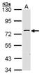 Zinc finger protein 143 antibody, orb73388, Biorbyt, Western Blot image 