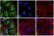 Rat IgG Isotype Control antibody, A24556, Invitrogen Antibodies, Immunofluorescence image 
