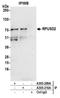 RNA Pseudouridine Synthase Domain Containing 2 antibody, A305-209A, Bethyl Labs, Immunoprecipitation image 