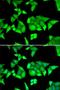 Tripartite Motif Containing 27 antibody, LS-C334689, Lifespan Biosciences, Immunofluorescence image 