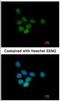 Splicing Factor 3b Subunit 3 antibody, NBP2-20258, Novus Biologicals, Immunofluorescence image 